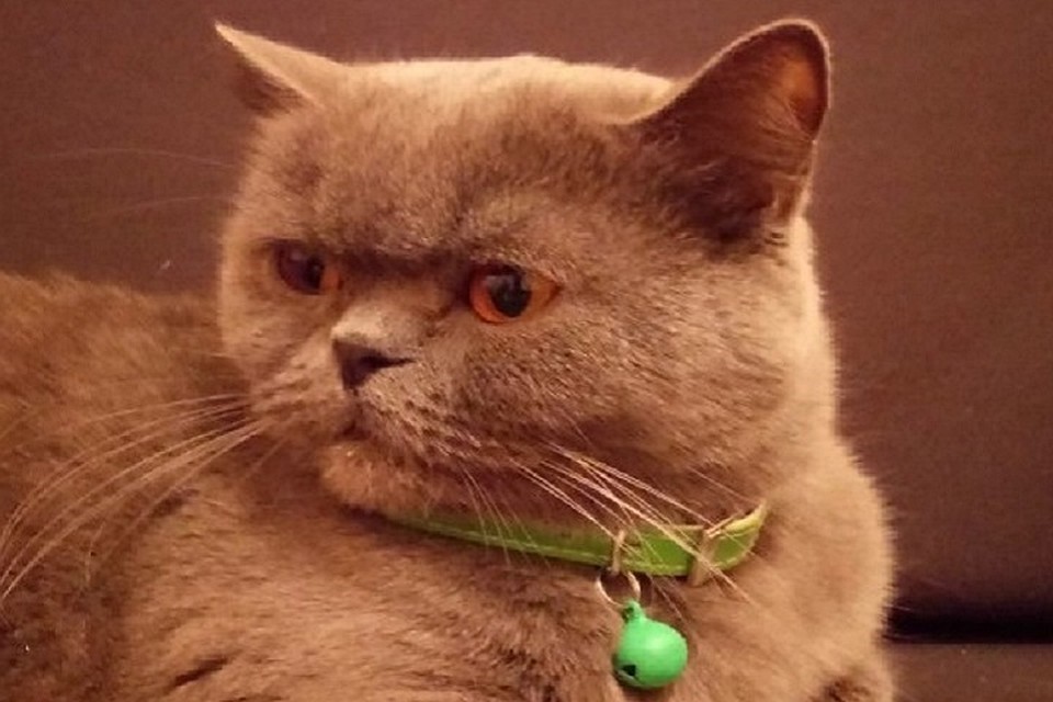 Gracie, la chatte mise en vente à Rostov-sur-le-Don, en Russie