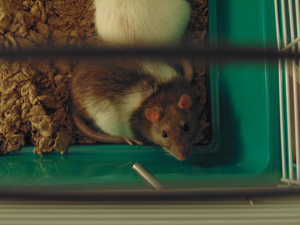Un rat dans une cage