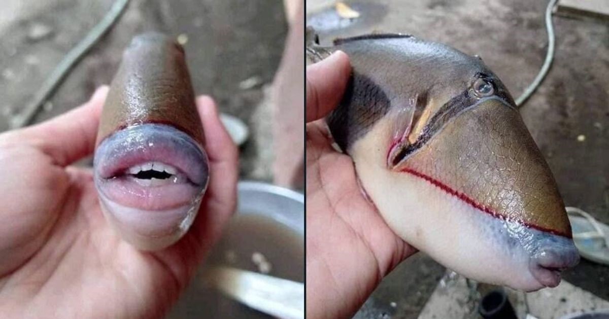 Le poisson baliste capturé par l'internaute malaisien.